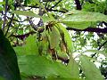 South Indian Mahua